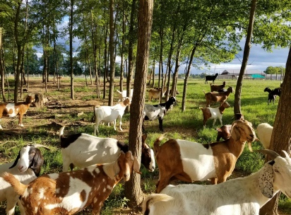 Sweet Creek Goats