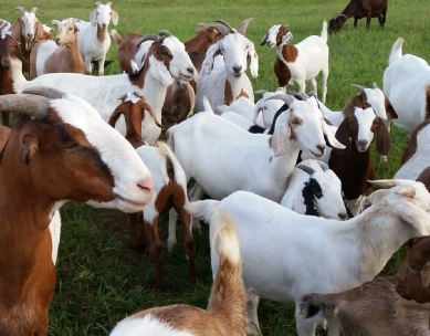 Sweet Creek Goats